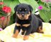 Gratis increíble rottweiler cachorros lista