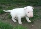 Gratis inglés bull terrier cachorros listo