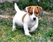 Gratis Jack Russell Perritos terrier disponibles - Foto 1