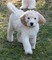 Gratis labradoodle cachorros disponibles