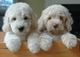 Gratis labradoodle de cachorro lista - Foto 1