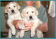 Gratis Labrador Retriever cachorros disponibles - Foto 1