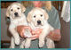 Gratis labrador retriever cachorros disponibles