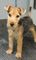 Gratis Lakeland Terrier cachorros disponibles - Foto 1