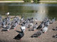 Gratis Las palomas ornamentales listo - Foto 1