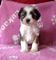 Gratis libre tibetano terrier cachorros listo para adopcion - Foto 1