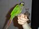 Gratis magníficas conures loros disponibles - Foto 1