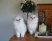 Gratis magníficas Tiffanie gatitos disponibles - Foto 1
