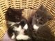 Gratis magníficos Tiffanie gatitos disponibles - Foto 1