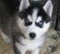 Gratis majestuososcachorros siberiano husky disponibles - Foto 1