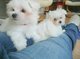 Gratis maltés cachorros disponibles para adopcion - Foto 1