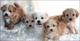 Gratis maltipoo cachorros para adopcion