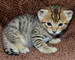 Gratis maravillosas sabana gatitos disponibles - Foto 1