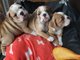 Gratis Maravillosos Bulldog Inglés cachorros disponibles - Foto 1