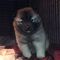 Gratis más eurasier cachorros disponibles