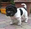 Gratis mini-pei cachorros disponibles