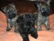 Gratis mojón Terrier cachorros disponibles - Foto 1