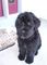 Gratis negro cachorro terrier ruso lista