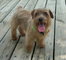 Gratis Norfolk Terrier cachorros disponibles - Foto 1