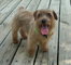 Gratis norfolk terrier cachorros disponibles