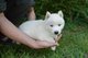 Gratis orinal entrenados cachorros husky siberiano disponibles