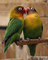 Gratis pájaros del amor listo