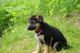 Gratis pastor alemán cachorros listo para adopcion