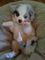 Gratis pastor australiano miniatura cachorros disponibles