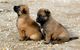 Gratis Pastor belga cachorros disponibles - Foto 1