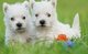 Gratis pedigrí montaña oeste terrier cachorros listo