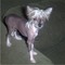 Gratis perrito con cresta chino cachorros lista - Foto 1