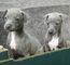 Gratis perrito del galgo italiano cachorros disponibles - Foto 1