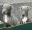 Gratis perrito del galgo italiano cachorros disponibles