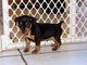 Gratis pinscher miniatura lista para adopcion