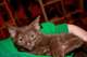 Gratis preciosos gatitos marrón habana disponibles - Foto 1