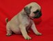 Gratis pug cachorros disponibles - Foto 1