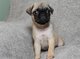 Gratis pug cachorros disponibles - Foto 1