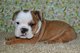 Gratis querido americano bulldog cachorros disponibles - Foto 1