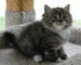 Gratis ragamuffin agradables gatitos lista - Foto 1