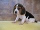 Gratis registrados beagle cachorros disponibles