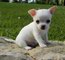 Gratis registrados chihuahua cachorros listo