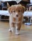 Gratis retriever de nueva escocia cachorros disponibles