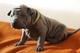 Gratis ridgeback tailandés cachorros lista