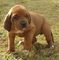 Gratis rojo hueso coonhound cachorros disponibles - Foto 1