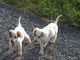Gratis Rojo y blanco irlandés cachorros disponible - Foto 1