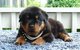 Gratis rottweiler cachorros disponibles