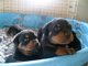 Gratis Rottweiler cachorros lista - Foto 1