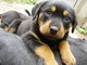 Gratis rottweiler cachorros lista