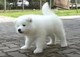 Gratis samoyedo cachorros disponibles