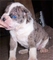 Gratis sangre azul de Alapaha cachorros listo - Foto 1